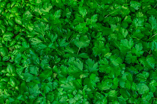 Green Parsley leaf background. Parsley or garden parsley Macro texture image. Pattern