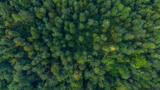 istock Slovenia alps mountain forest from above 1465315148