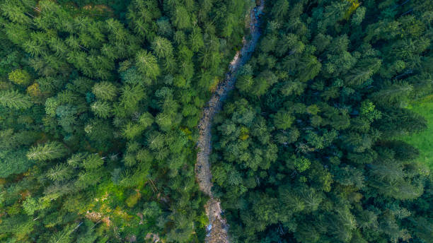 istock Slovenia alps forest and mountain river from above 1465315155