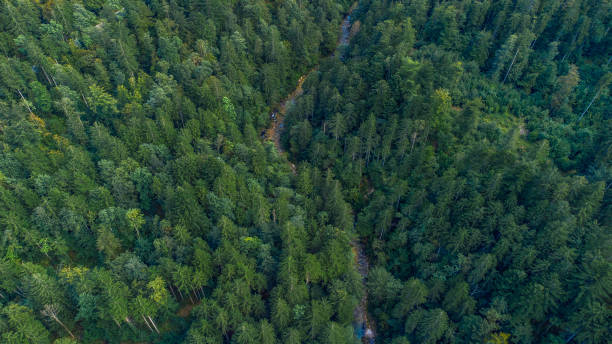 istock Slovenia alps forest and mountain river from above 1465315158
