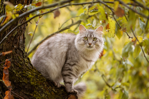 Photo of a gray fluffy cat on a tree.
