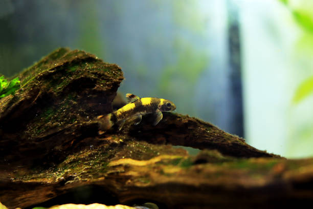 Panda garra freshwater fish - Garra flavatra