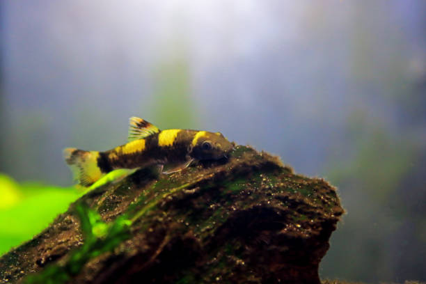 istock Panda garra freshwater fish - Garra flavatra 1465316157