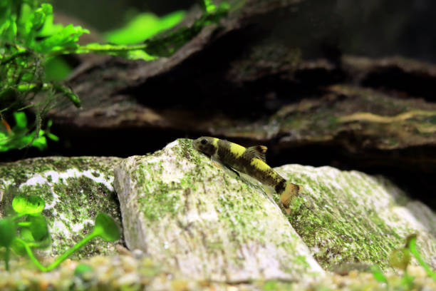 Panda garra freshwater fish - Garra flavatra