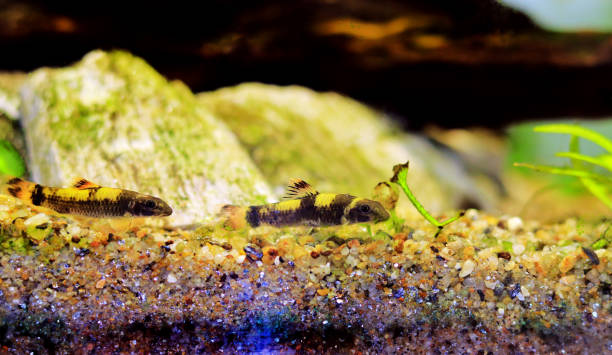 istock Panda garra freshwater fish - Garra flavatra 1465316164