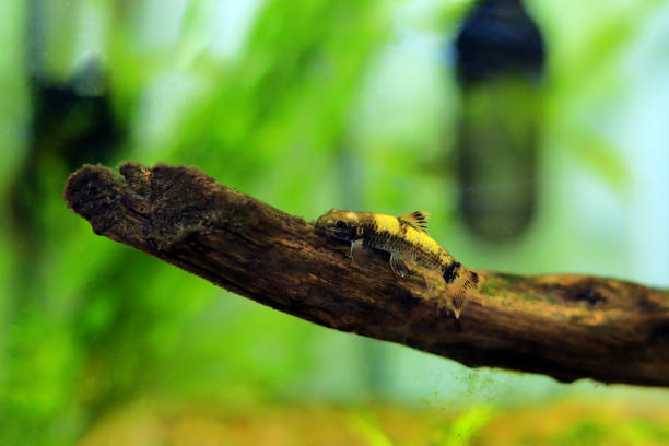 istock Panda garra freshwater fish - Garra flavatra 1465316165