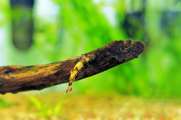 istock Panda garra freshwater fish - Garra flavatra 1465316169