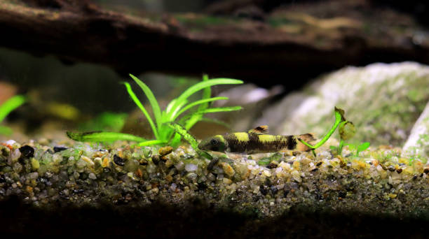 istock Panda garra freshwater fish - Garra flavatra 1465316171