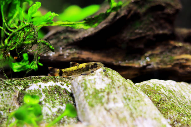 Panda garra freshwater fish - Garra flavatra