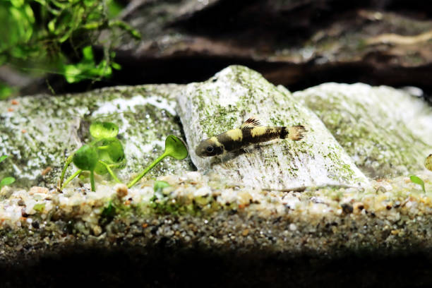 istock Panda garra freshwater fish - Garra flavatra 1465316174