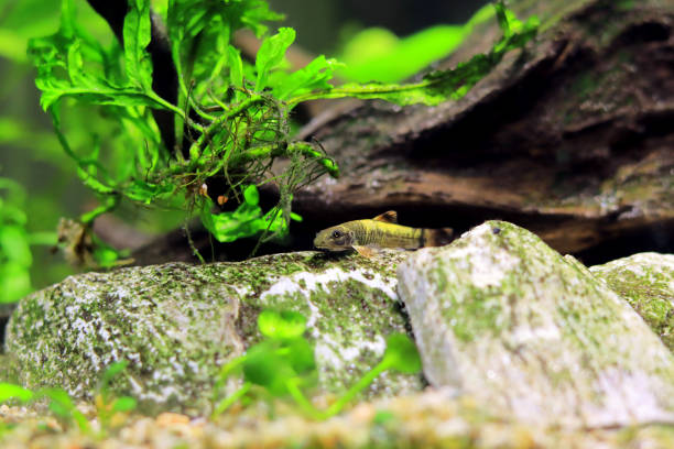 istock Panda garra freshwater fish - Garra flavatra 1465316179