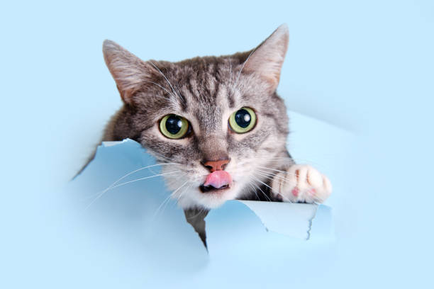 istock A gray cat crawled through a hole on a blue background. Paper background torn by a pet, copy space 1465316282
