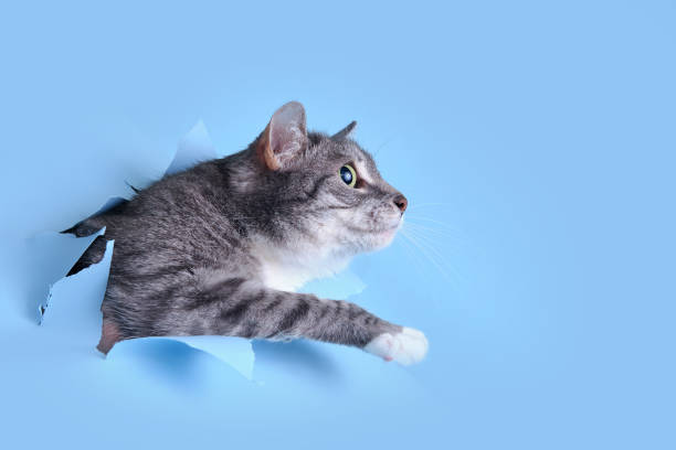 istock A gray cat crawled through a hole on a blue background. Paper background torn by a pet, copy space 1465316287