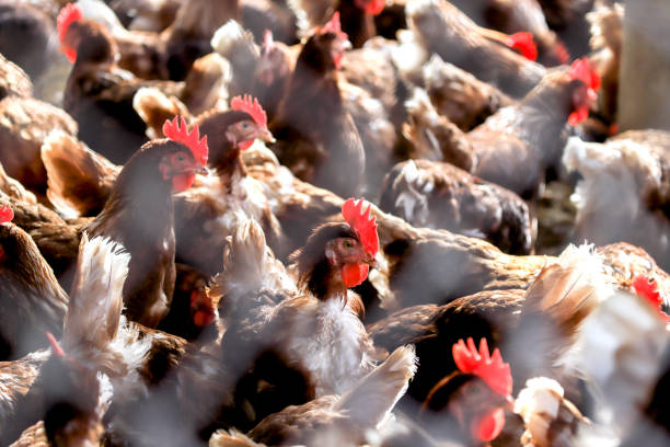 pollos en el gallinero. - cockerel chicken farm bird fotografías e imágenes de stock