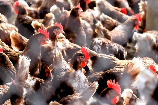 A headshot of a rooster.