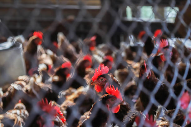Rooster Crowing Pictures | Download Free Images on Unsplash