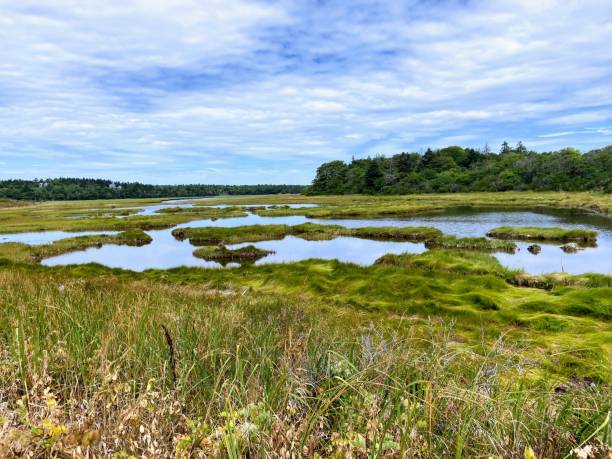 istock Reid State Park Wetland 1465317582