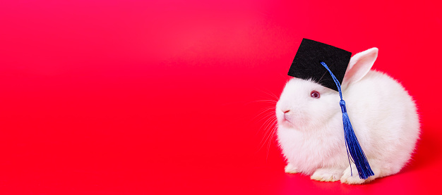 Beautiful lovely cute white Netherland Dwarf little bunny wears a graduation gown hat portrait on red background. Graduation in the year of bunny concept.