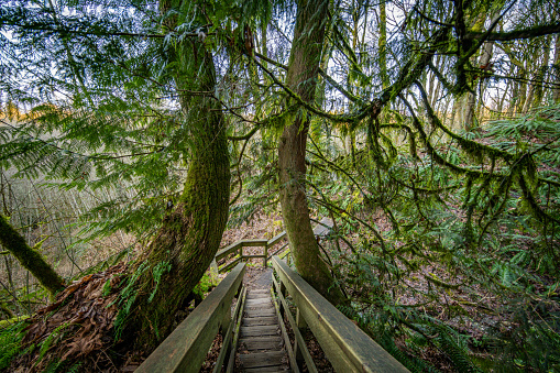 Wooden bridge in the beautiful fir forest, Coal creek falls, Issaquah, Washington State