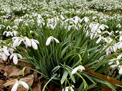 snowdrops in a meadown in springtime