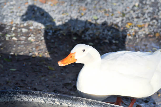 istock duck or ducks on the farm 1465321402