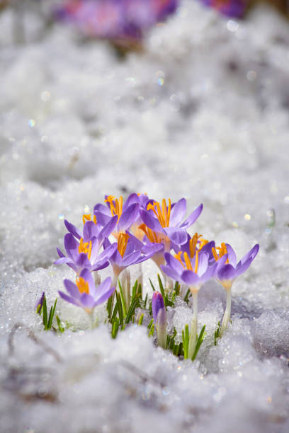 istock Close up spring crocus flower in the melting snow in the sun 1465321903