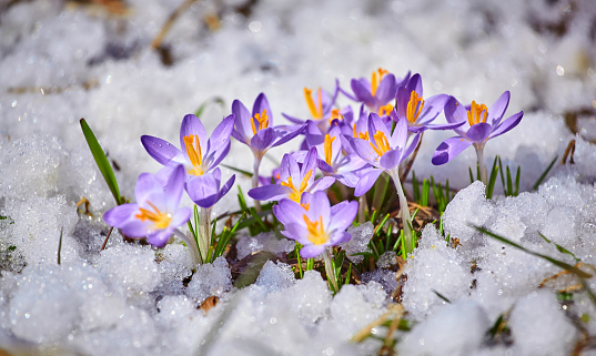 Close up spring crocus flower in the melting snow in the sun sunshine