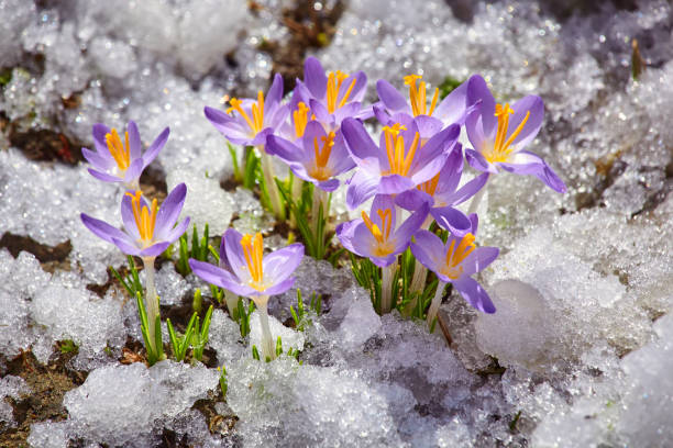 istock Close up spring crocus flower in the melting snow in the sun 1465321969