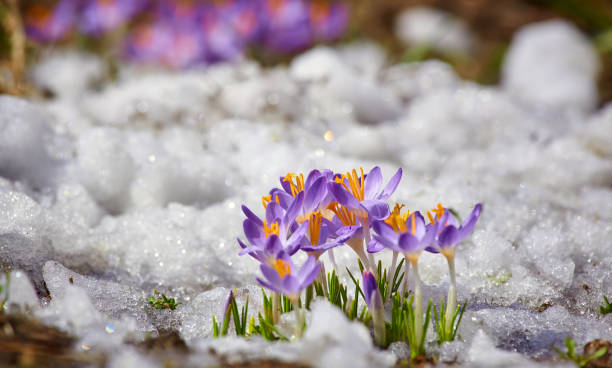 istock Close up spring crocus flower in the melting snow in the sun 1465322011