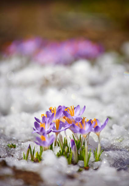 istock Close up spring crocus flower in the melting snow in the sun 1465322045
