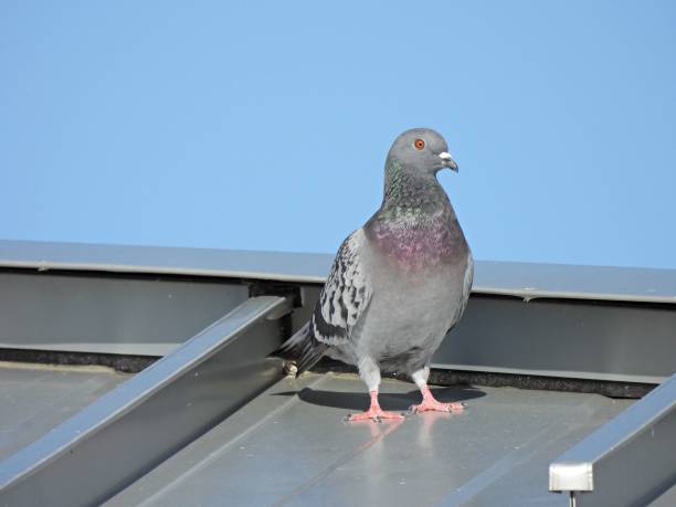 istock Rock Pigeon (Columba livia) - resting on top of a roof 1465322129