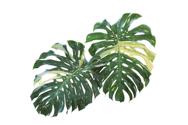 istock Variegated Monstera Leaves Isolated on White Background with Clipping Path 1465322602