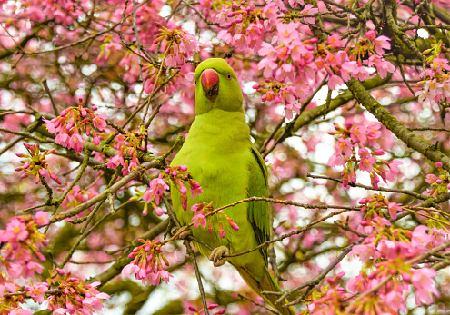 A green ring-necked parakeet, also known as a rose-ringed parakeet, on a cherry blossom tree.