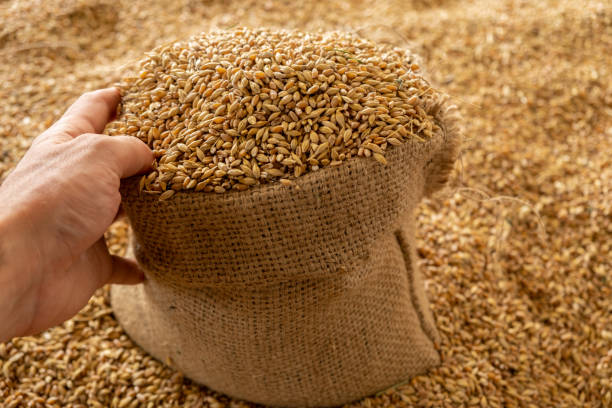 istock Harvested wheat grain in a linen sack 1465325550