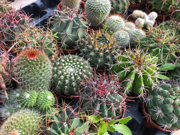 istock small cacti and succulent plants in cactus garden 1465326919