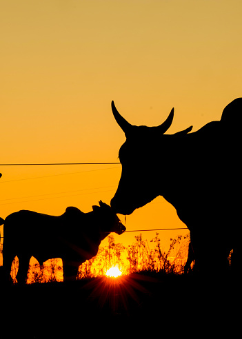 cattle silhouettes at sunset