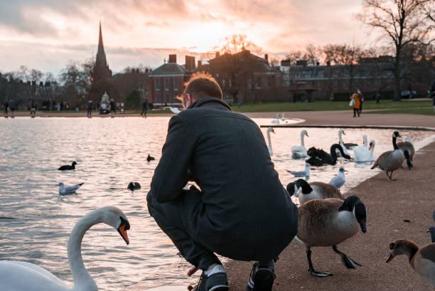 Rear view of man crouching by swans and geese at lakeshore in park stock photo