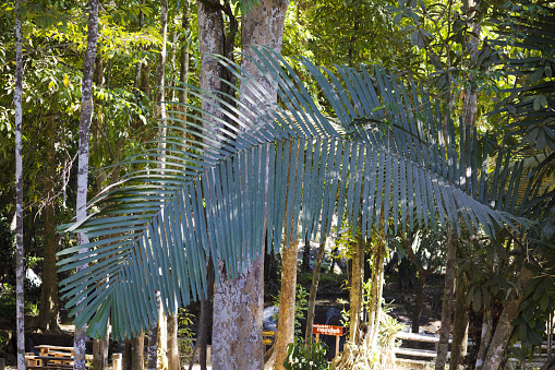 Big tropical palm leaf in front of trees in rainforest in park between Kanchanaburi province and Sai Yok national park and Sangkhla Buri province