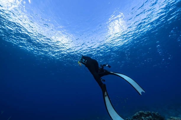 Seascape with Freediver in the coral reef of the Caribbean Sea stock photo
