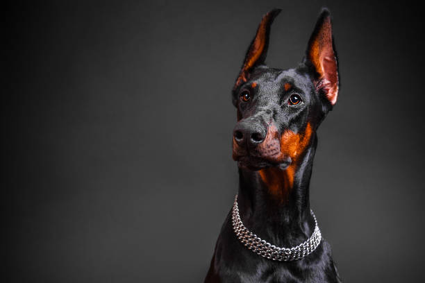 istock beautiful Doberman breed dog on a dark background 1465332501