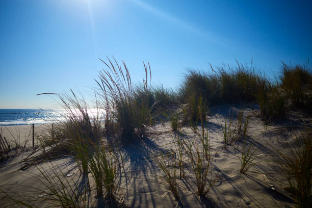 istock Looking through the dunes at the ocean on the beach 1465336412