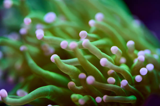 istock Green and purple saltwater Torch coral soft focus 1465336442