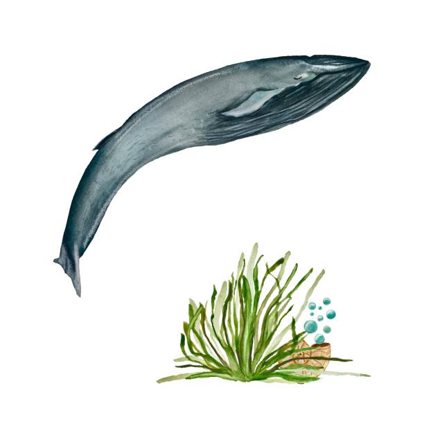 illustrazioni stock, clip art, cartoni animati e icone di tendenza di mare di alghe del guscio della balena un'illustrazione dell'acquerello - label travel san diego california california