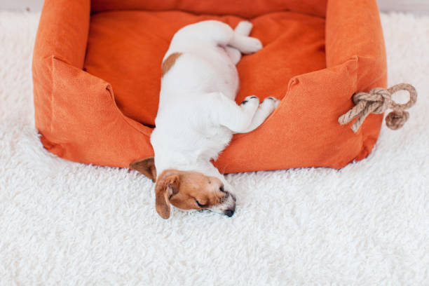 istock Puppy sleeps in an orange cot at home 1465337294