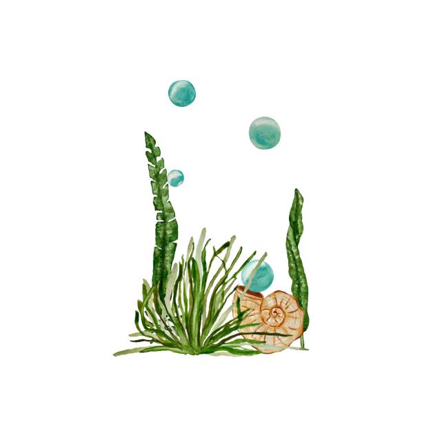ilustrações de stock, clip art, desenhos animados e ícones de seaweed spiral shell bubbles a watercolor sketch - label travel san diego california california