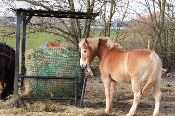 istock horses are standing at a feed rack 1465337733