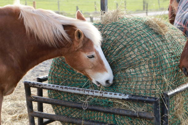 istock horses are standing at a feed rack 1465338134
