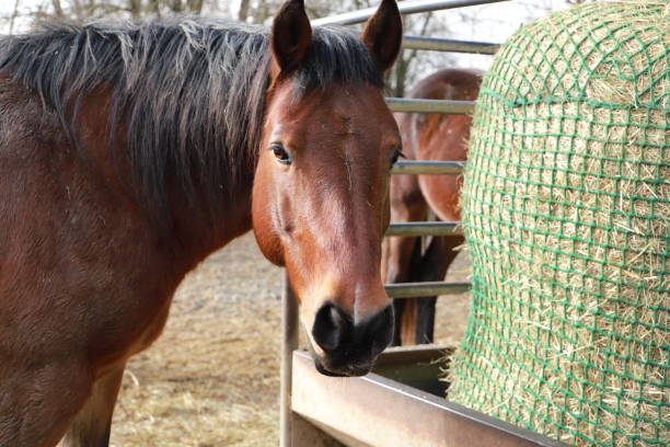 istock horses are standing at a feed rack 1465338934