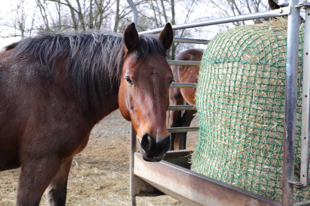 istock horses are standing at a feed rack 1465338935