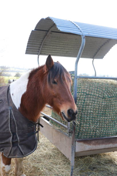 istock horses are standing at a feed rack 1465338936